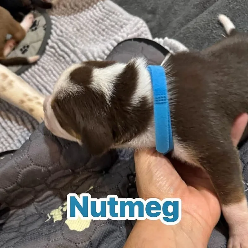 Nutmeg thumbnail 3