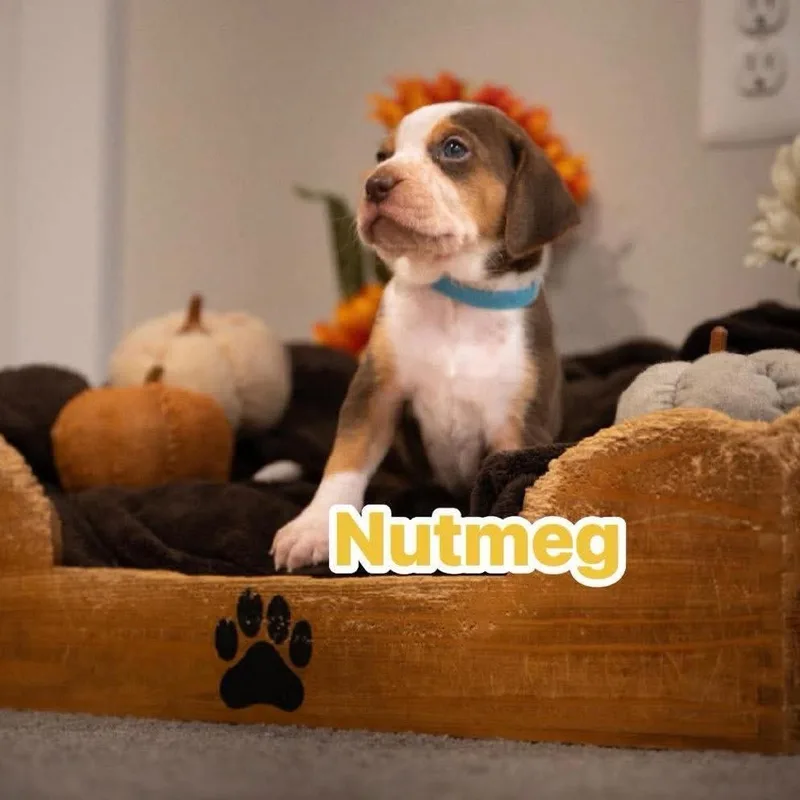 Nutmeg thumbnail 4