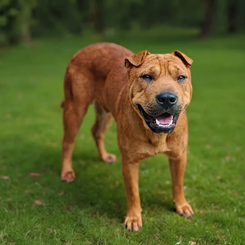 A young medium-sized female Shar-Pei dog named Rico puppy for adoption in Ossining, NY