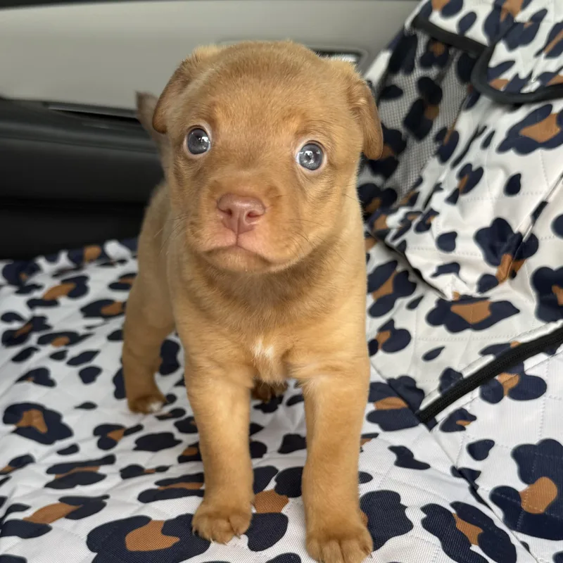 A baby medium-sized male Miniature Pinscher dog named Otis for adoption in Queen City, TX