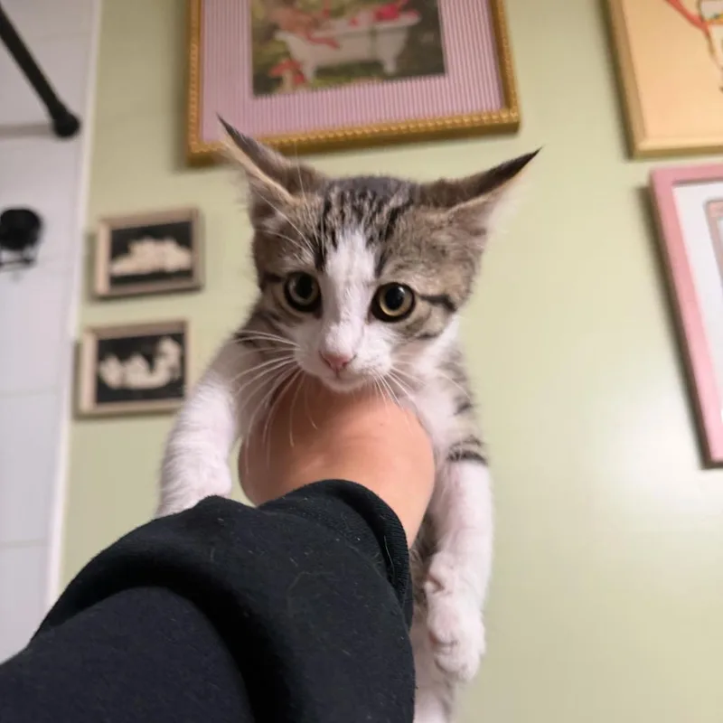 A baby small-sized male Brown / Chocolate Domestic Medium Hair cat named Rooster for adoption in Escondido, CA