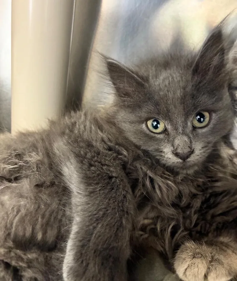 A baby small-sized female Domestic Long Hair cat named Ursa for adoption in Pomona, NY