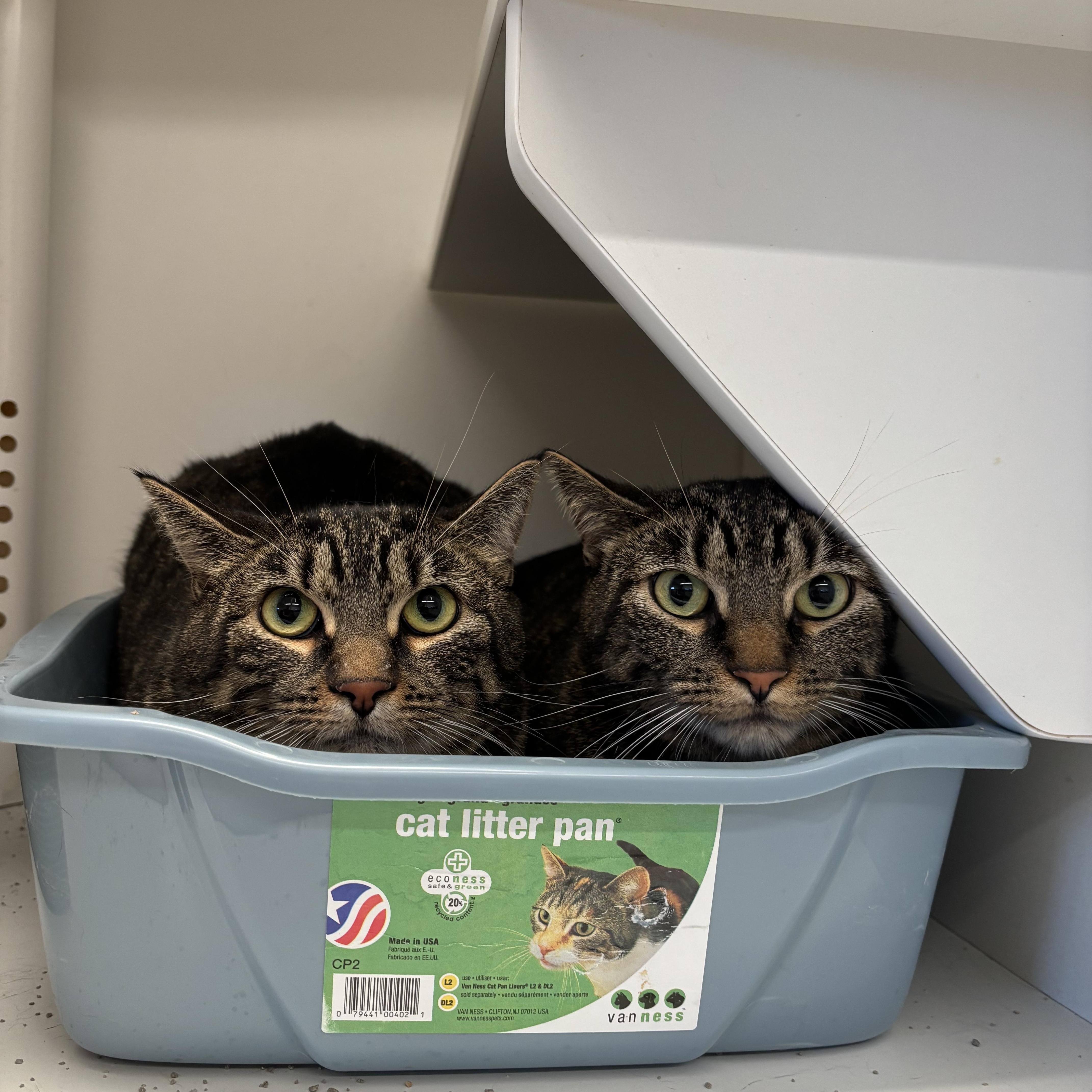 An adult large-sized female Tabby (Gray / Blue / Silver) Domestic Short Hair cat named Judge & Judy for adoption in Evanston, IL