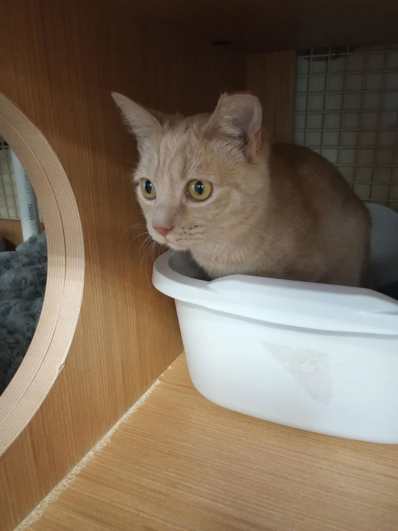 Clementine thumbnail 2