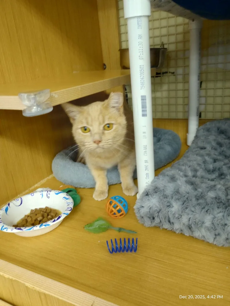 Clementine thumbnail 3