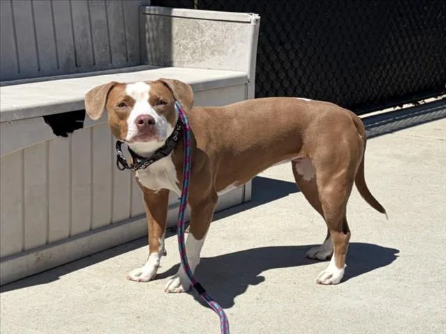 A young medium-sized female Pit Bull Terrier dog named Breccia for adoption in Derwood, MD