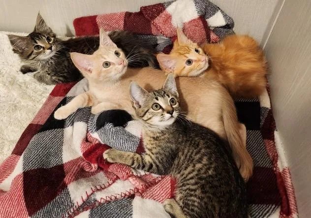 Wildflower thumbnail 2