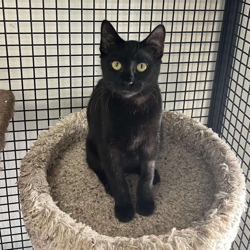 A baby medium-sized male Black Domestic Short Hair cat named Fable for adoption in Portland, OR