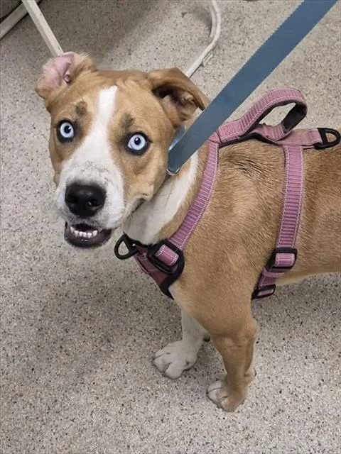 A young medium-sized female Pit Bull Terrier dog named Opal for adoption in Bakersfield, CA
