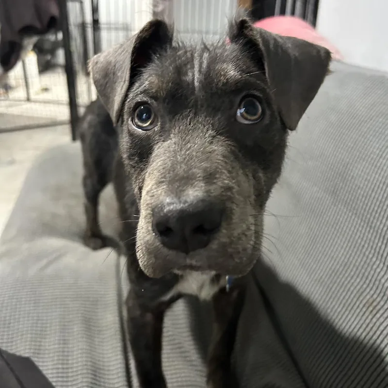 A young medium-sized male Pit Bull Terrier dog named Tej for adoption in Medford, NY