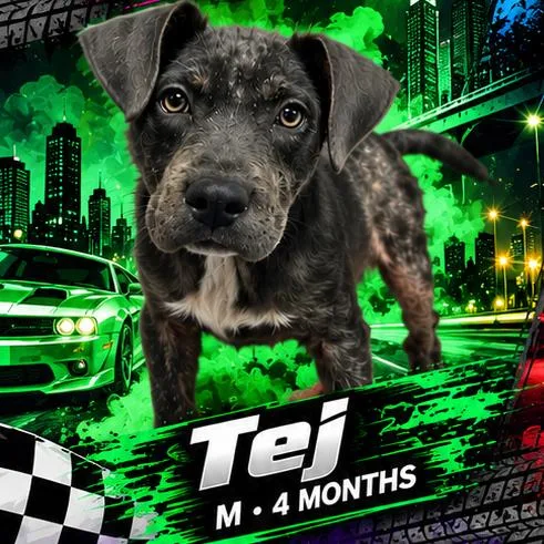 Tej thumbnail 3