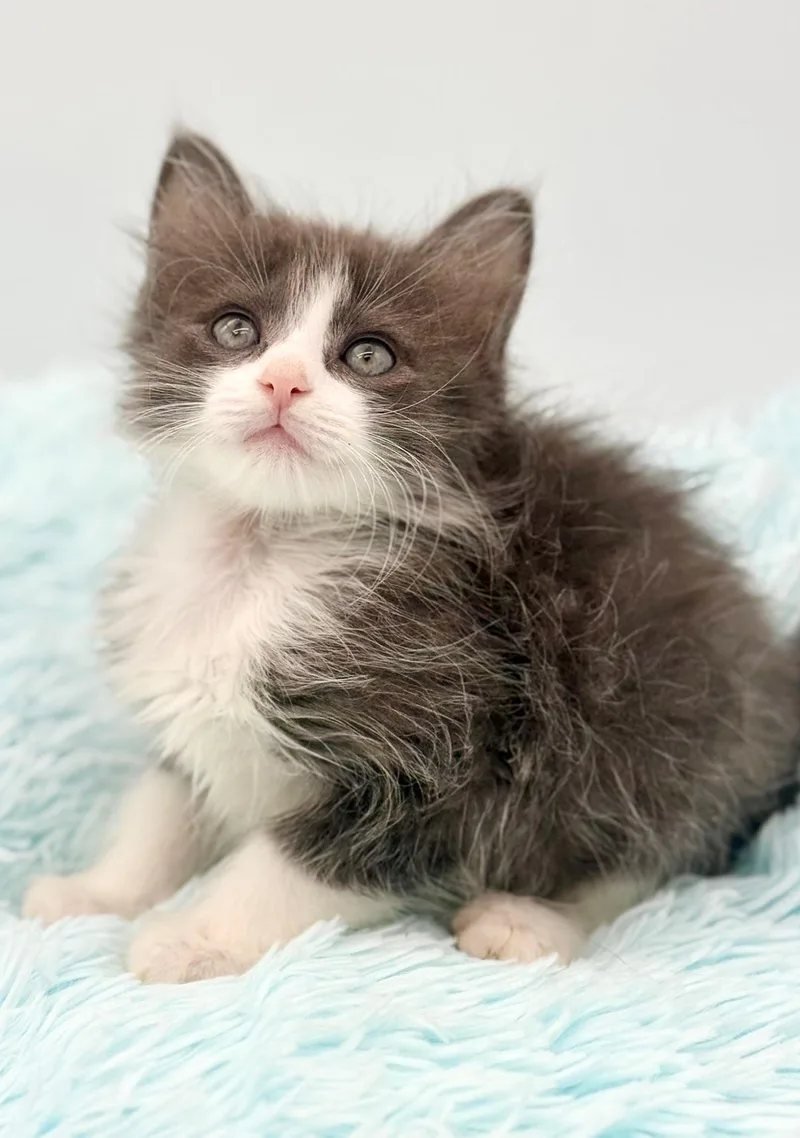 A baby medium-sized male Blue Cream Ragdoll cat named Shamwow for adoption in Covington, LA