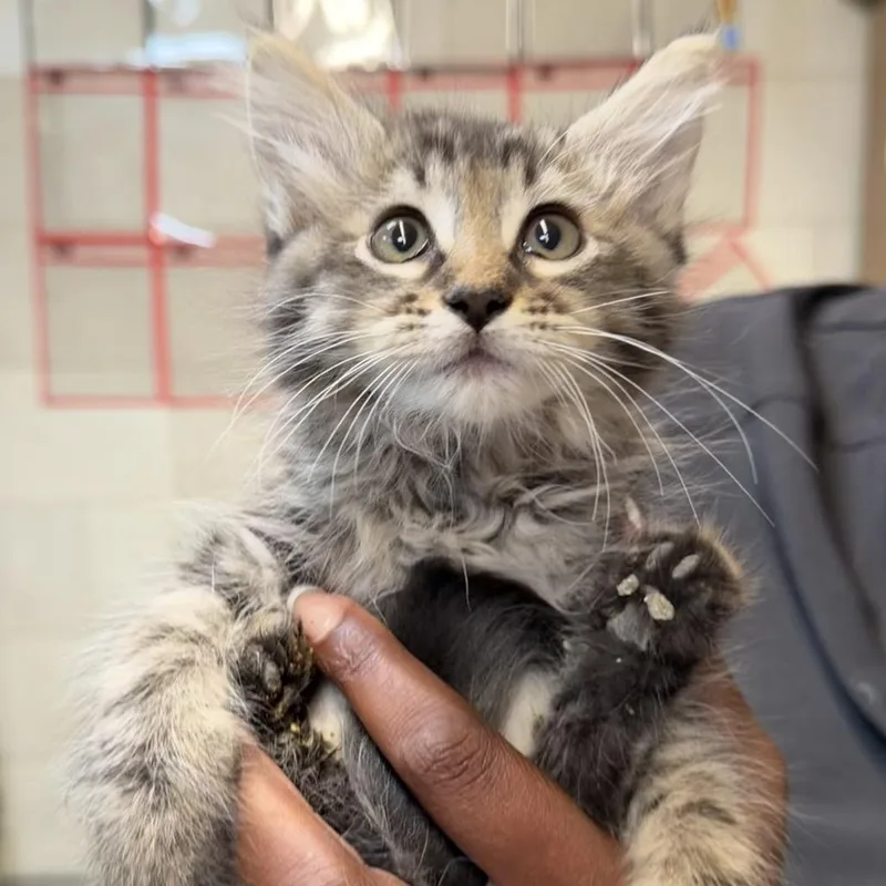 A baby small-sized male Gray / Blue / Silver Domestic Short Hair cat named Binx for adoption in Midland, TX