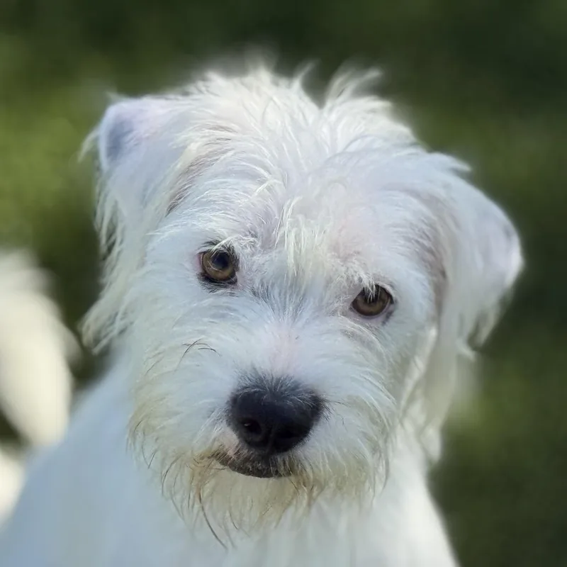An adult small-sized female White / Cream Terrier dog named Suki for adoption in Hondo, TX