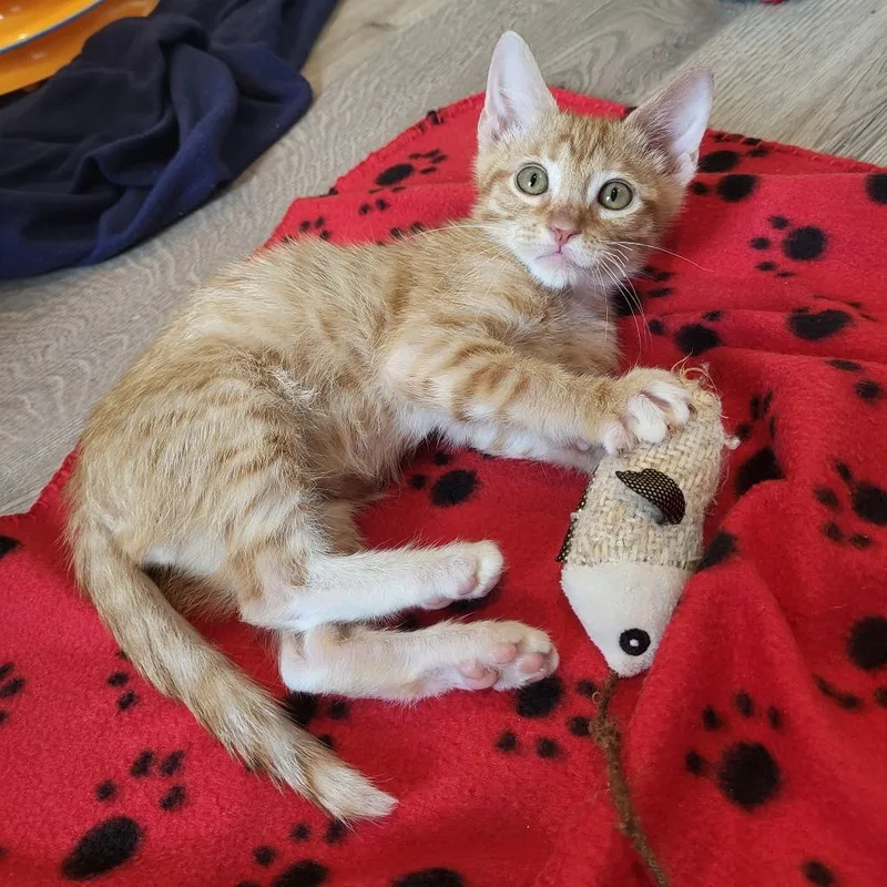 A baby small-sized male Orange / Red Domestic Short Hair cat named Thomas for adoption in Houston, TX