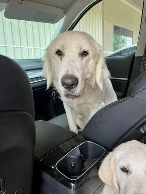 Maggie