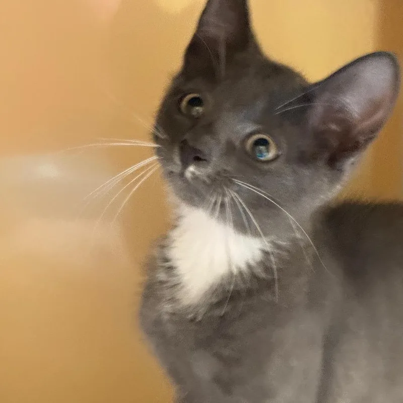 A baby small-sized male Gray / Blue / Silver Domestic Short Hair cat named Eddie for adoption in East Hanover, NJ