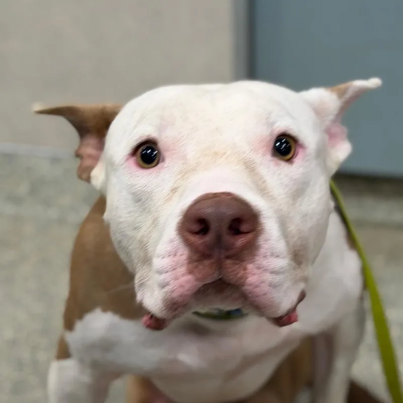 An adult medium-sized male White / Cream Mixed Breed dog named Heinz for adoption in Jacksonville, FL