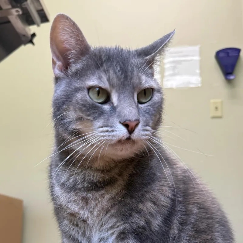 A senior large-sized female Calico Domestic Short Hair cat named Razzy for adoption in Milan, IL