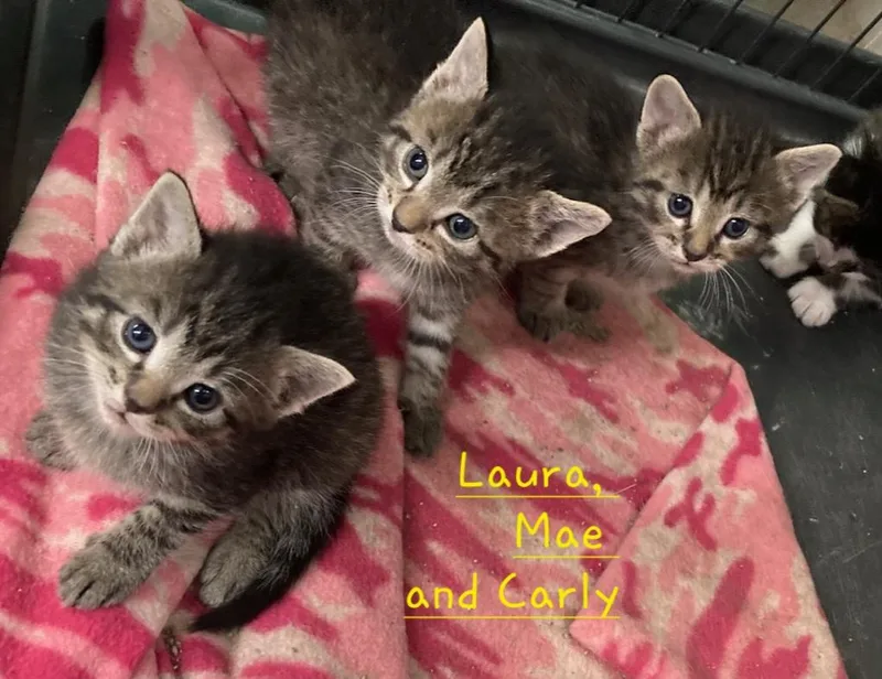 Laura  Mae and thumbnail 3