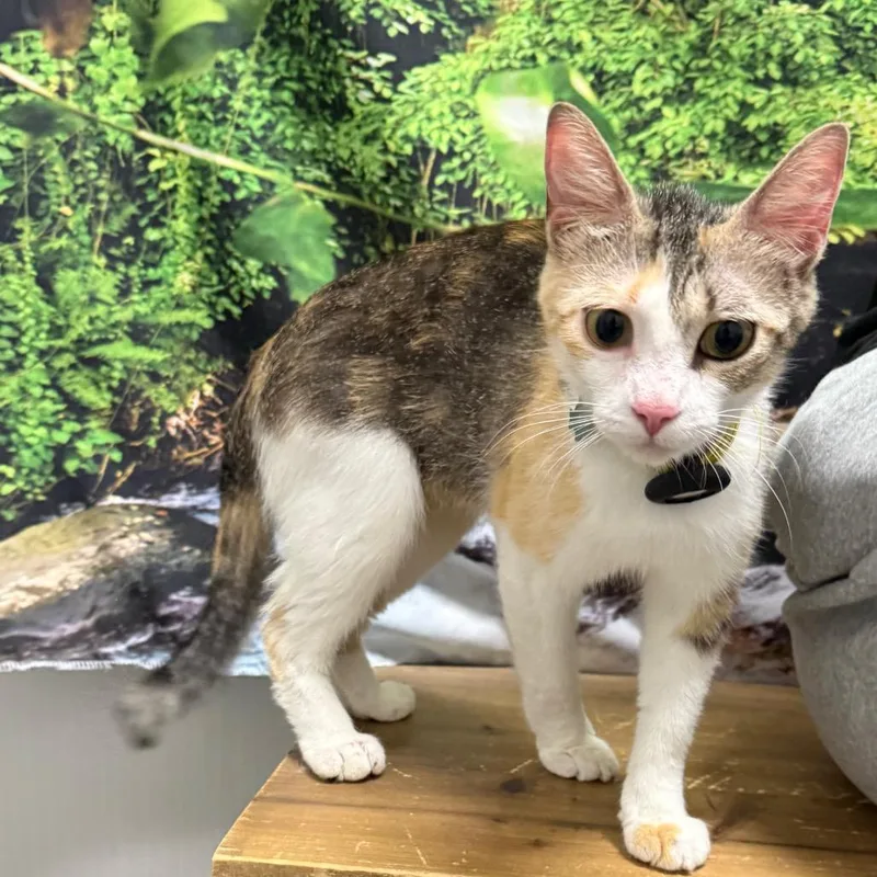 A young medium-sized female White Domestic Short Hair cat named Butterfly for adoption in Normal, IL