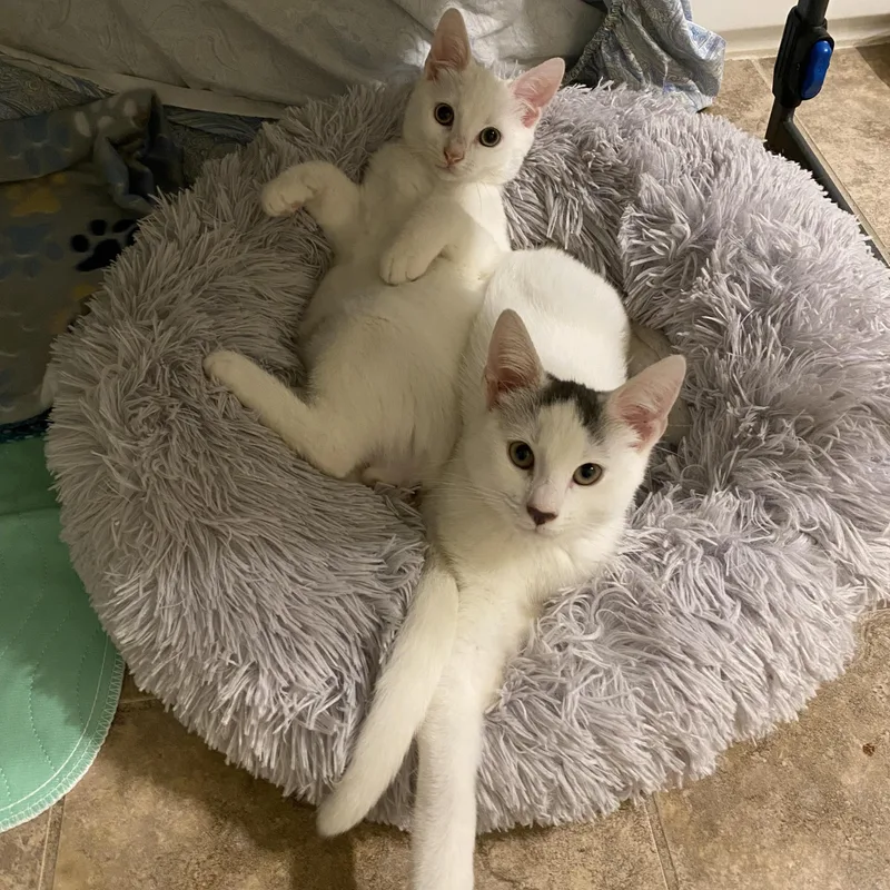 A young medium-sized male Gray & White Domestic Short Hair cat named Albus & Aber for adoption in Philadelphia, PA