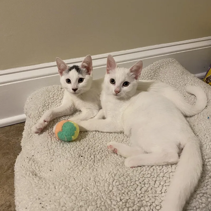 Albus & Aber thumbnail 3