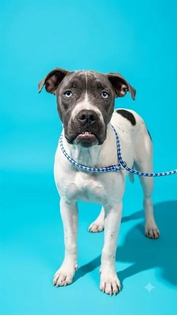 A young small-sized female Mixed Breed dog named Pickles for adoption in Jacksonville, FL