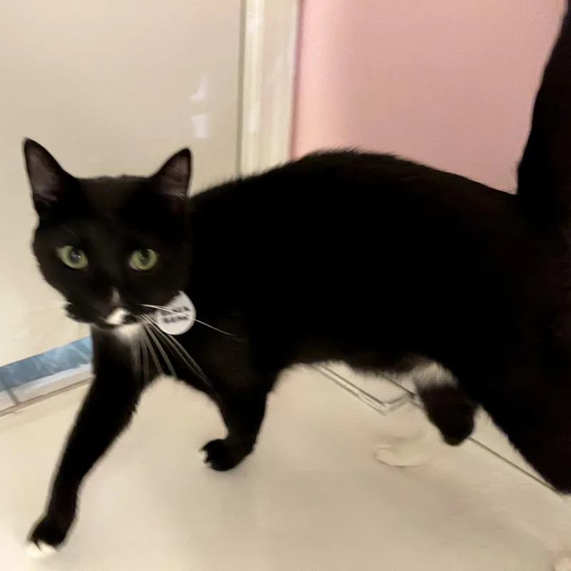 Black Bean thumbnail 2