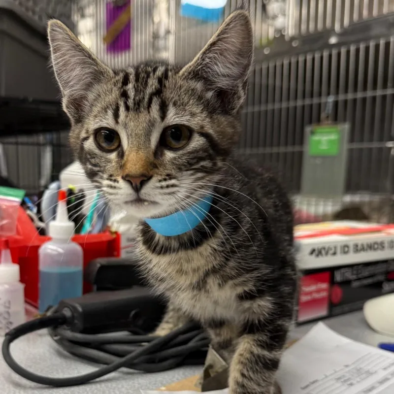 A baby small-sized male Brown / Chocolate Domestic Short Hair cat named Mj for adoption in Spokane, WA