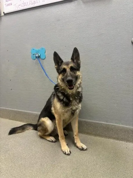 An adult large-sized male German Shepherd Dog dog named Oso for adoption in Las Vegas, NV