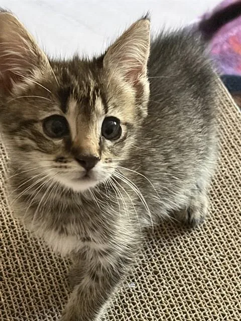 A baby small-sized male Domestic Short Hair cat named Motley for adoption in Sacramento, CA