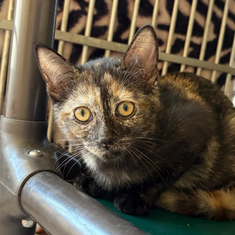A baby small-sized female Tortoiseshell Domestic Short Hair cat named Angelicat for adoption in Santa Barbara, CA