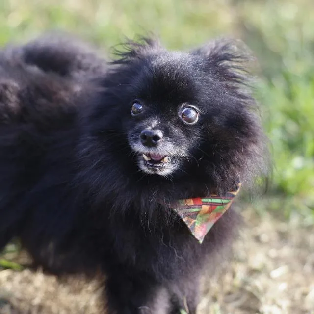 An adult small-sized female Pomeranian dog named Dottie for adoption in San Antonio, TX