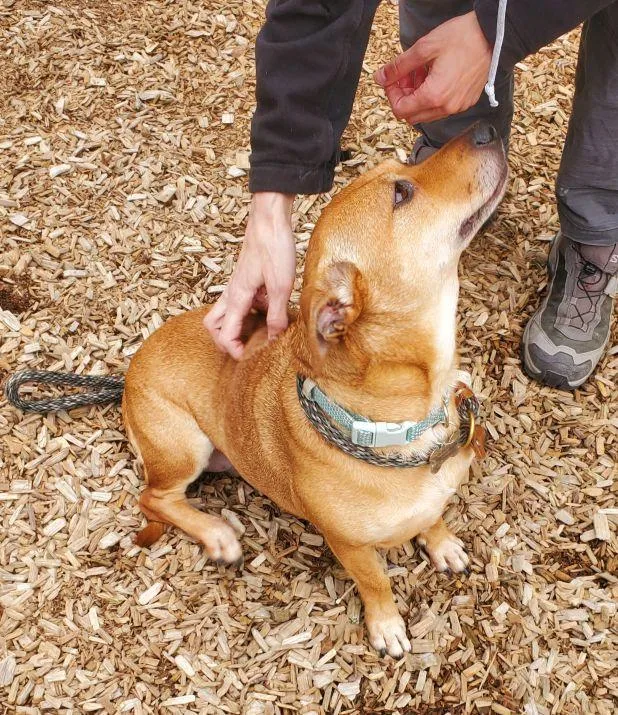 An adult medium-sized female Dachshund dog named Penney for adoption in East Hartford, CT