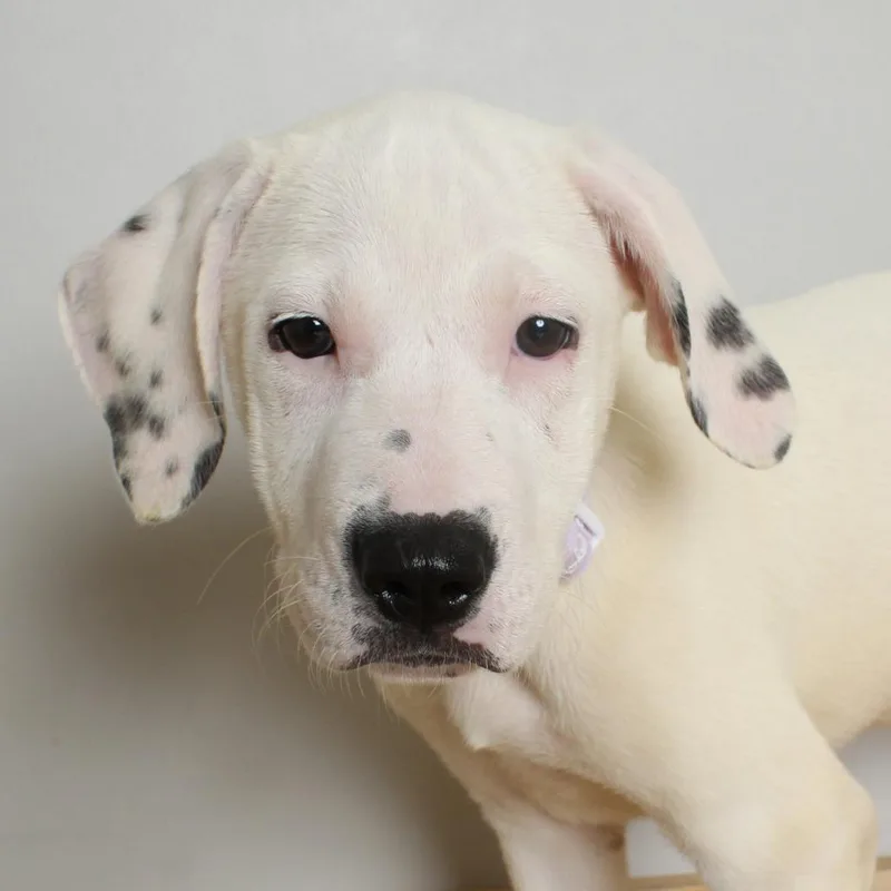 A baby medium-sized female White / Cream Pit Bull Terrier dog named Rosalyn Deaf D for adoption in Minnetonka, MN