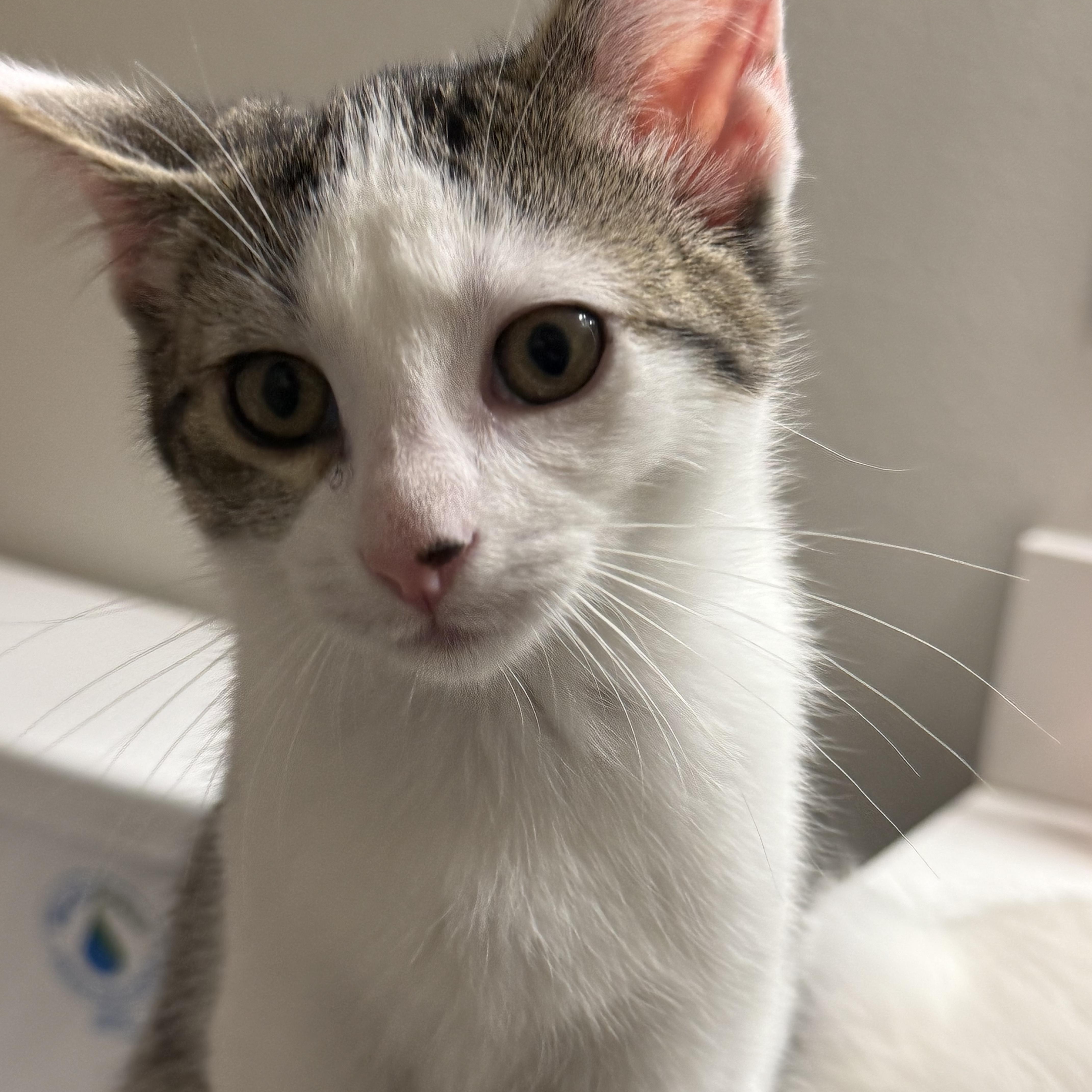 A baby medium-sized female Domestic Short Hair cat named Ms. Hunter for adoption in Renton , WA