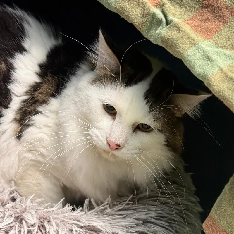 A senior large-sized male White Domestic Medium Hair cat named Finn for adoption in Watertown, NY