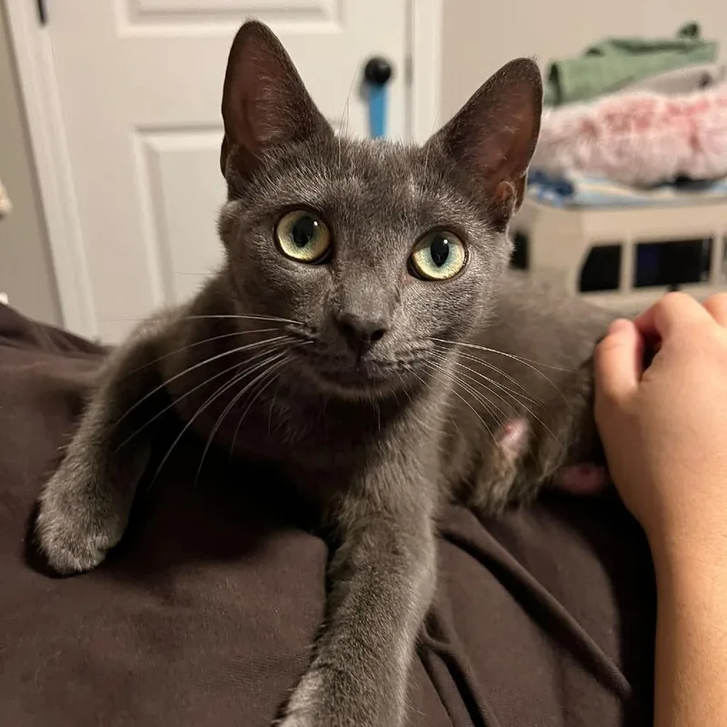 An adult medium-sized female Gray / Blue / Silver Domestic Short Hair cat named Mary Weather for adoption in Asheville, NC