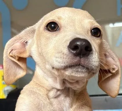 A baby small-sized female Chihuahua dog named Kora for adoption in Washington, DC