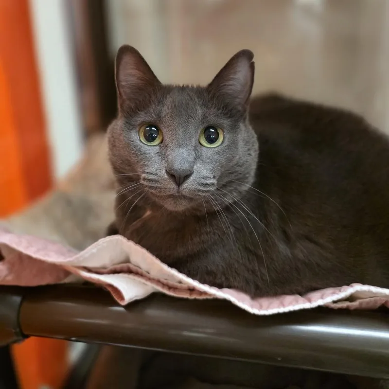 A senior large-sized female Gray / Blue / Silver Domestic Short Hair cat named Jupe for adoption in Oshkosh, WI