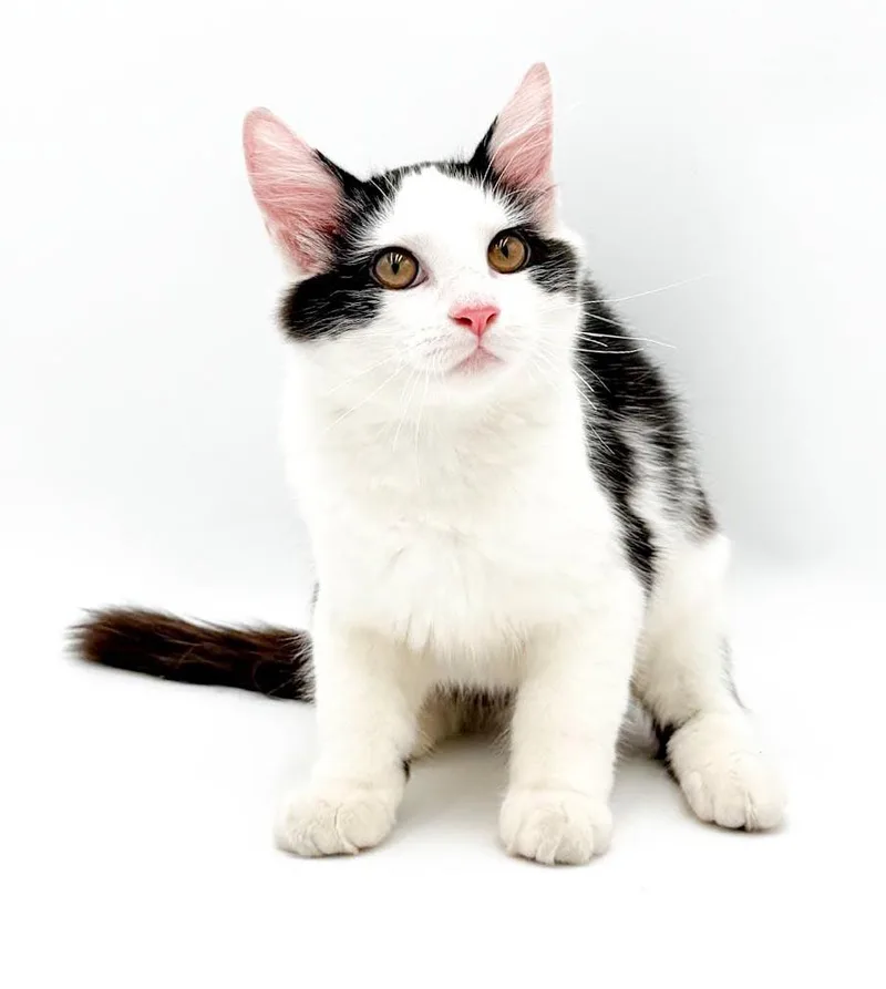 Cody is the cutest thumbnail 5
