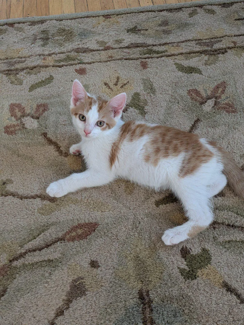 Taffy