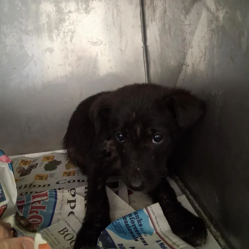 A young small-sized male Mixed Breed dog named Peppy for adoption in Dillon, SC