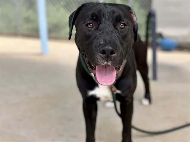 A young medium-sized male Labrador Retriever dog named Gulliver for adoption in Charlotte, NC