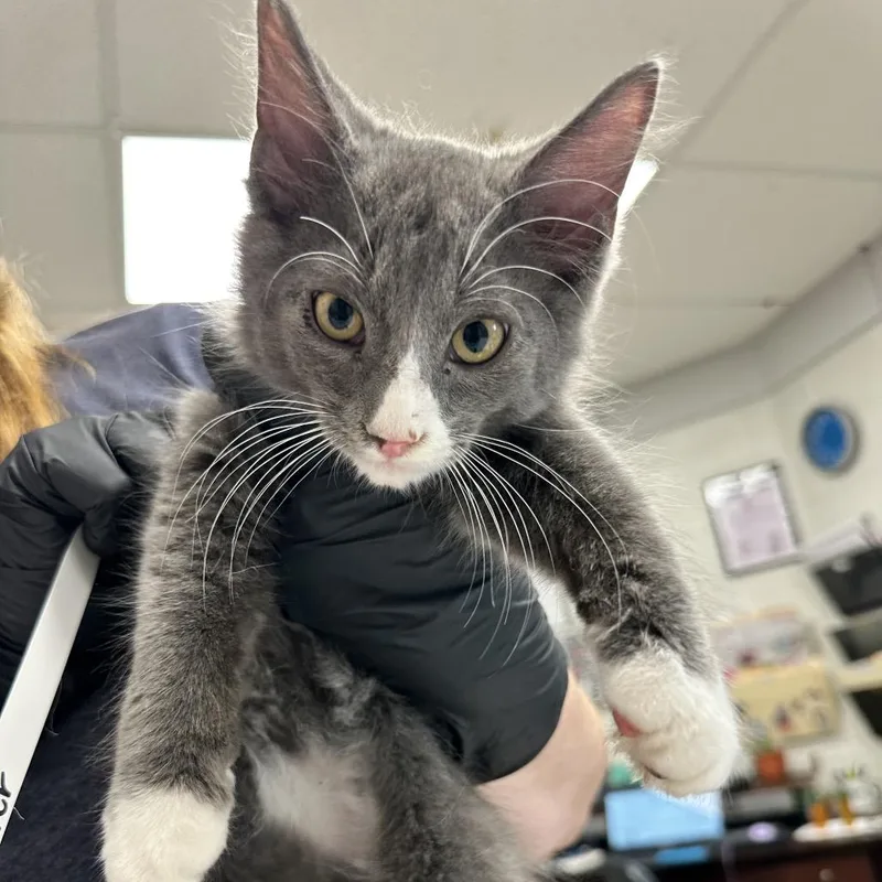 A baby small-sized male Gray / Blue / Silver Domestic Short Hair cat named Twister for adoption in Evansville, IN