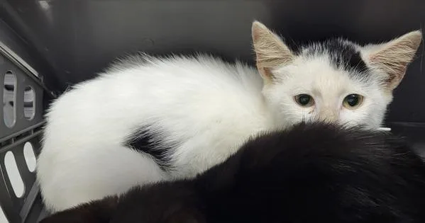 A baby small-sized male Domestic Short Hair cat named Pen  Coast for adoption in Lawrenceville, GA