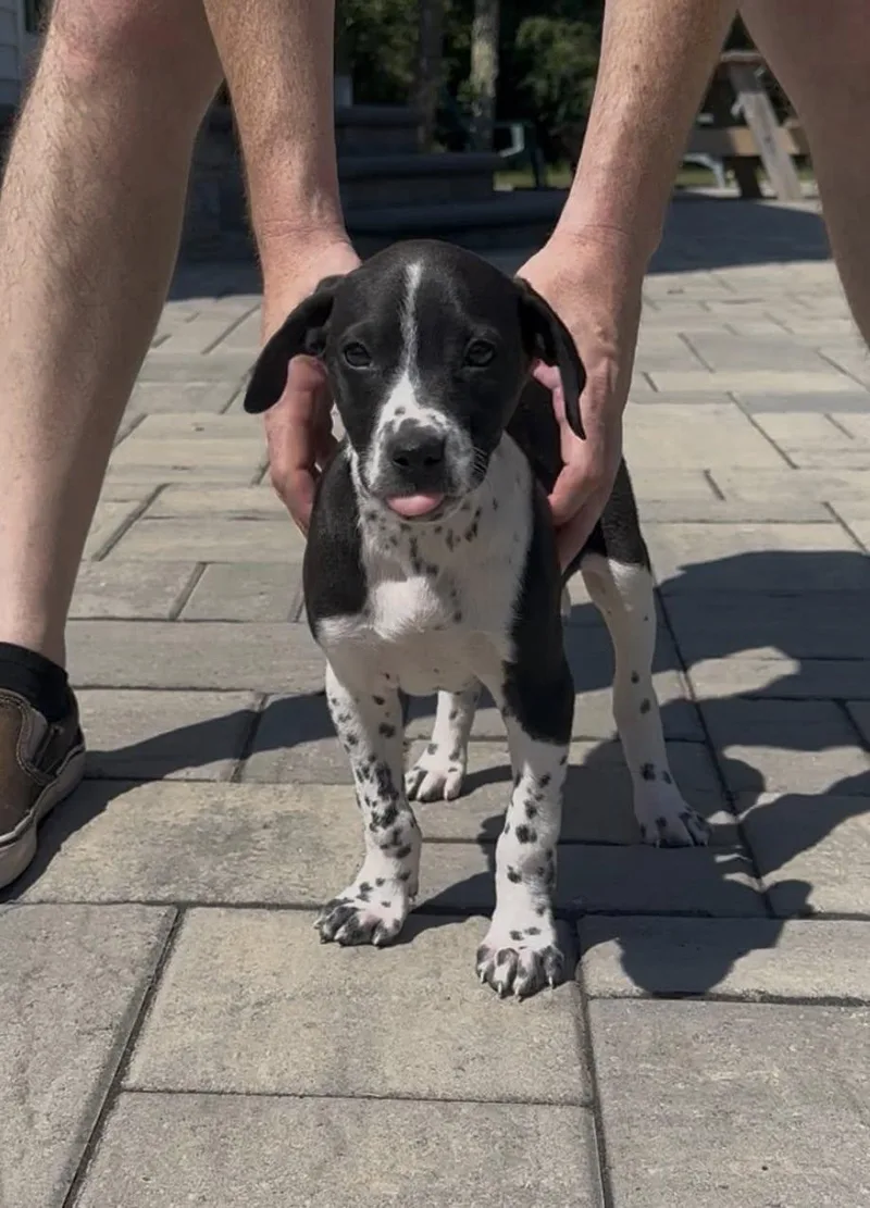 A baby medium-sized female Terrier dog named Pepper Ann for adoption in Berlin, NJ