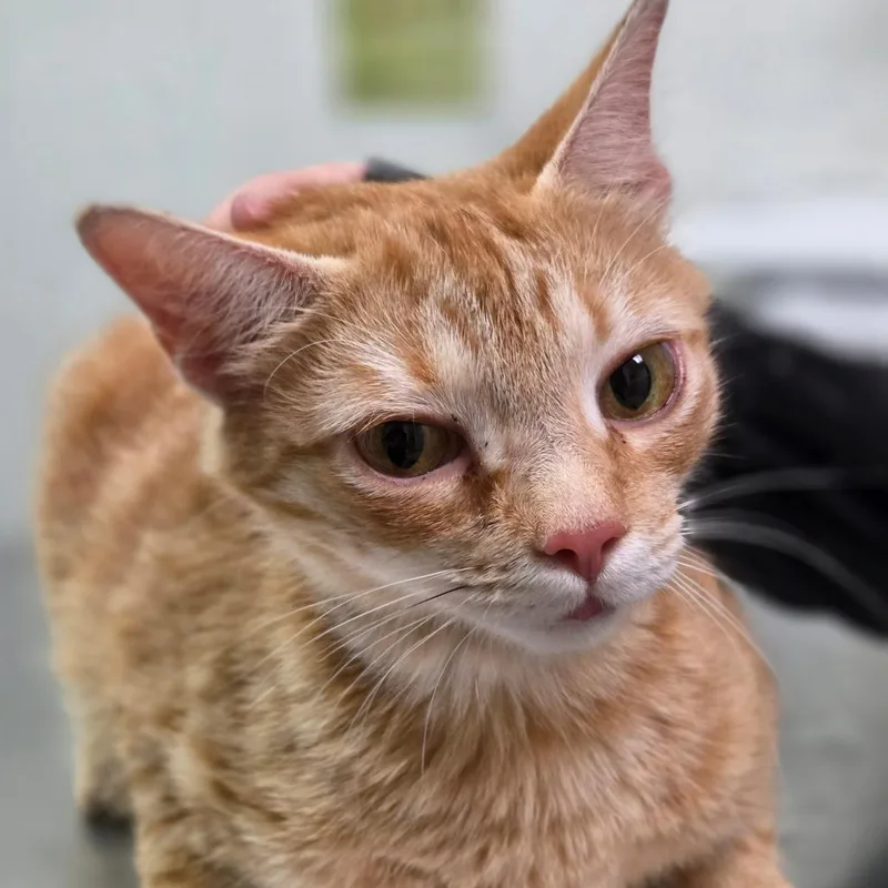 An adult medium-sized female Orange / Red Domestic Short Hair cat named Alberta for adoption in Charleston, WV