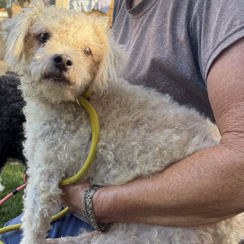 An adult small-sized male Poodle dog named Coconut for adoption in Newport Beach, CA